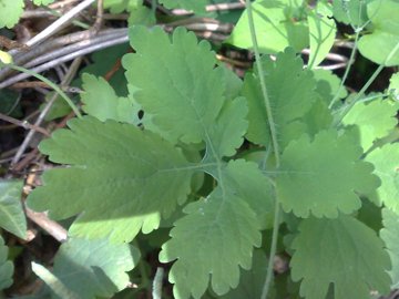 Chelidonium majus